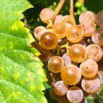 Alvarinho Wine Route: Private Full Day Tour - Scenic Walk Along the Minho River