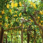 Amalfi Coast: Hike Along the Path of the Lemons - Detailed Itinerary Breakdown