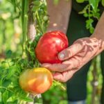 Amalfi Coast: Pizza & Mozzarella Class with Farmhouse visit - The Value and Overall Feel