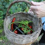 Amalfi Coast & Sorrento Cooking Class School at Farmhouse - Detailed Breakdown of the Experience