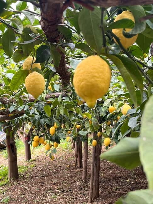 Amalfi Coast: The most beautiful trails of Ravello, Scala, and Minori - The Details: What’s Included and What’s Not