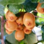 Amalfi: Grow your own vegetables and enjoy lunch with wine - The Lunch Experience