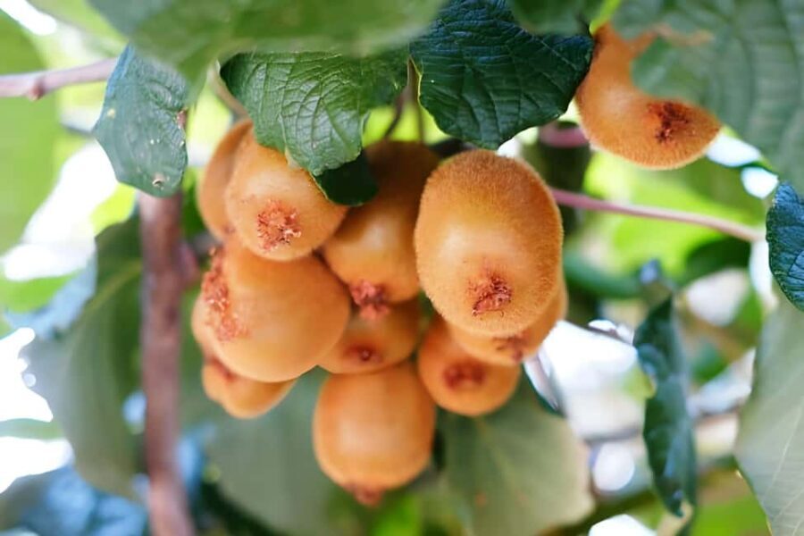 Amalfi: Grow your own vegetables and enjoy lunch with wine - The Lunch Experience