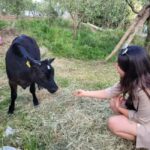 Amalfi: Milk the cows, Make Pasta, Mozzarella and Tiramisù! - Milking the Cows — A True Italian Ritual