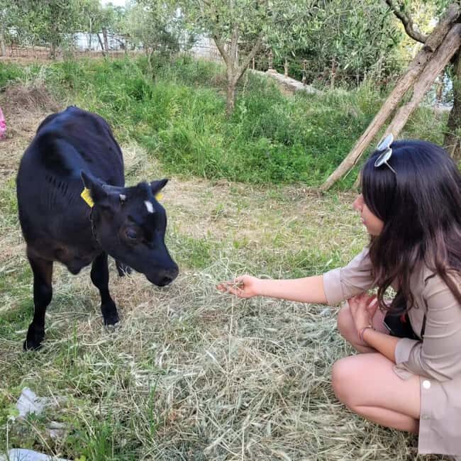 Amalfi: Milk the cows, Make Pasta, Mozzarella and Tiramisù! - Milking the Cows — A True Italian Ritual