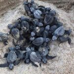 Amazing Turtle Release Tour - Who Is This Tour Best For?