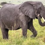 Amboseli national park over night - Who Is This Tour Best Suited For?