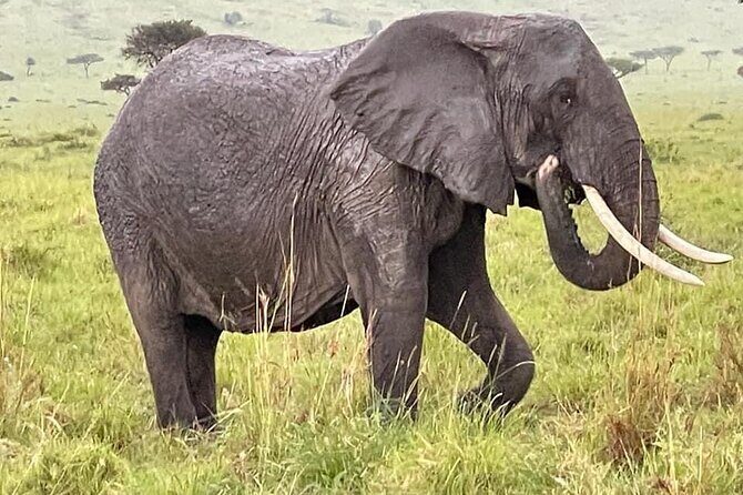 Amboseli national park over night - Who Is This Tour Best Suited For?