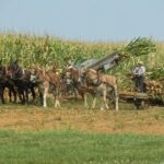 Amish Farmlands Tour - Authenticity and Personal Experiences