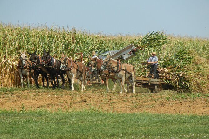 Amish Farmlands Tour - Authenticity and Personal Experiences