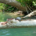 Ammoudia: 13 km Kayaking Adventure in the Acheron River. - The Experience Provider: Dragonfly Kayak