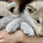 Among Wolves - Private Tour - Real-Life Perspectives from Reviews