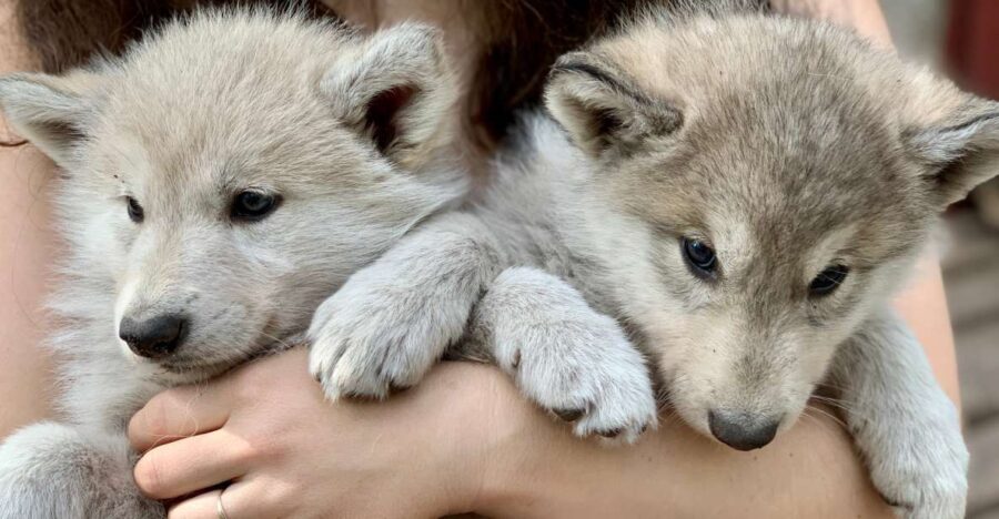 Among Wolves - Private Tour - Real-Life Perspectives from Reviews