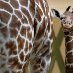 Amsterdam: Artis Royal Zoo & ARTIS-Micropia Combo Ticket - Who Will Love This Experience?