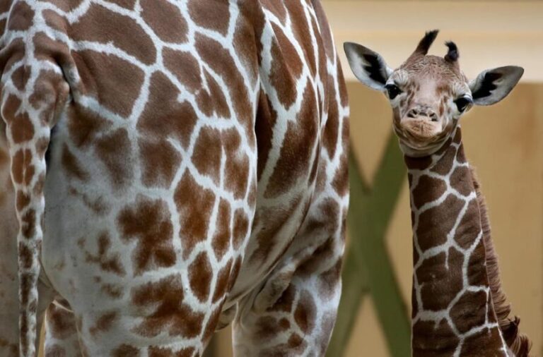 Amsterdam: Artis Royal Zoo & ARTIS-Micropia Combo Ticket - Who Will Love This Experience?