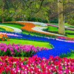 Amsterdam: Cheese, Clogs, Flowers and Windmills Tour - A Deep Dive into the Experience