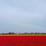 Amsterdam: Keukenhof and Tulip Fields Private Day Trip - Breaking Down the Itinerary