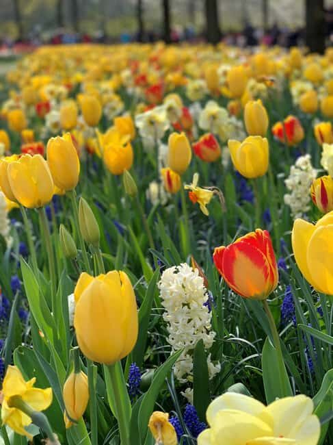 Amsterdam: Keukenhof & FlowerFarm Tour Including Tickets - What Makes This Tour Stand Out?