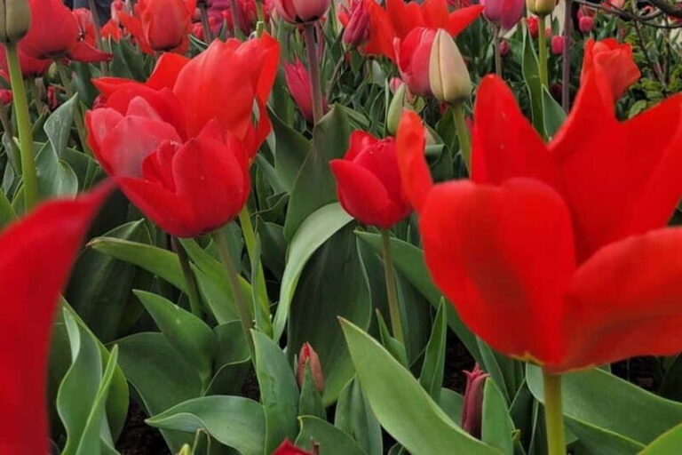 Amsterdam: Keukenhof Tulip Gardens Private Tour - What You’ll See and Do