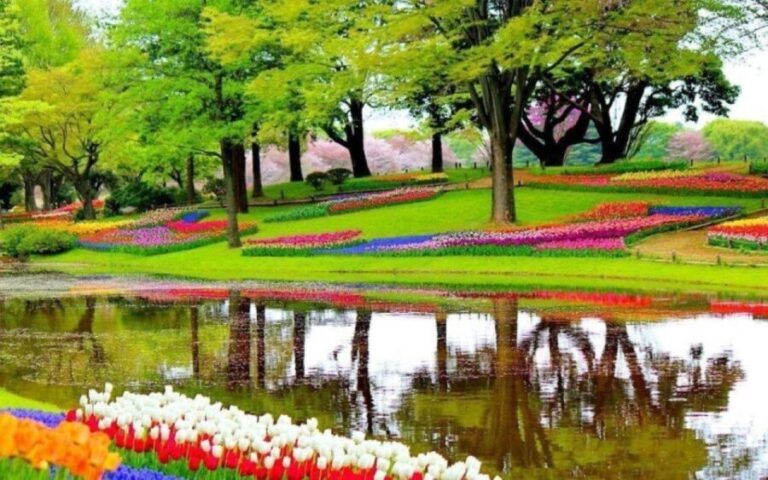Amsterdam: Private tour Tulips, Keukenhof, Windmill & Cheese - What Makes This Tour Stand Out?