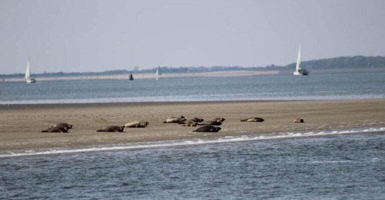 Amsterdam: Seal Safari at Waddensea UNESCO Site - Exploring Medemblik