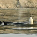 Anacortes: Full Day Whale/Wildlife Tour; Friday Harbor Stop - Who Should Consider This Tour?