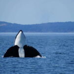 Anacortes: Orca Whales Guaranteed Boat Tour near Seattle - The Experience in Detail