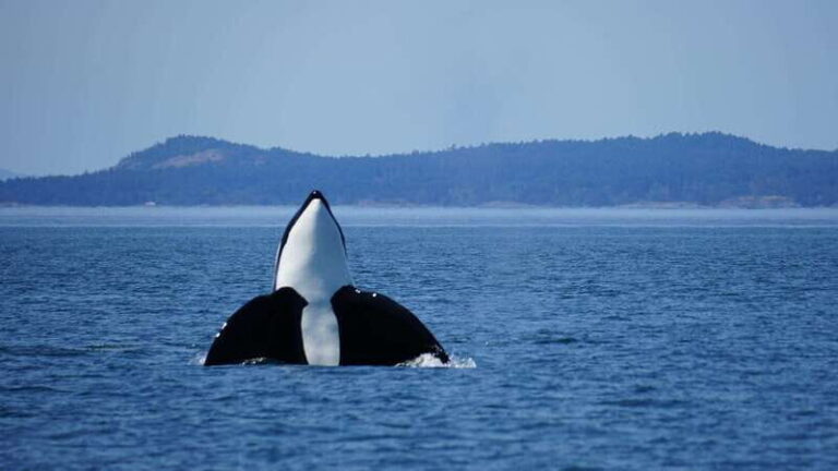 Anacortes: Orca Whales Guaranteed Boat Tour near Seattle - The Experience in Detail