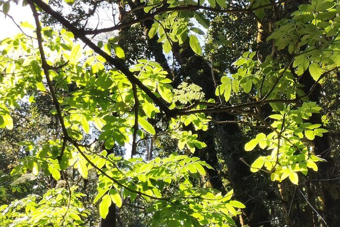 Anaga Total: Adventure between Forests, Summits and Sea. - Experience Highlights