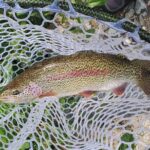 Anchorage Guided Fly-fishing - Is This Tour for You?