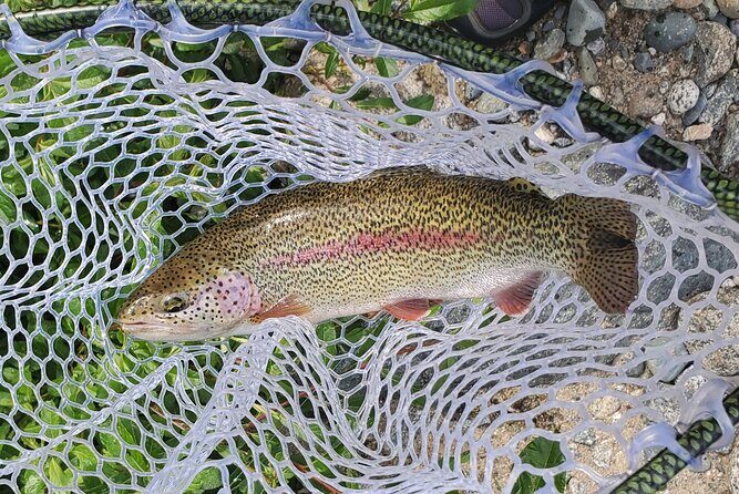 Anchorage Guided Fly-fishing - Is This Tour for You?