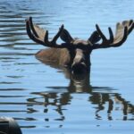 Anchorage to Seward Cruise Transfer and Private Tour - Is It Worth It?