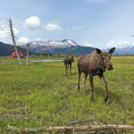 Anchorage to Seward Wildlife Adventure - Who Is This Tour Best For?