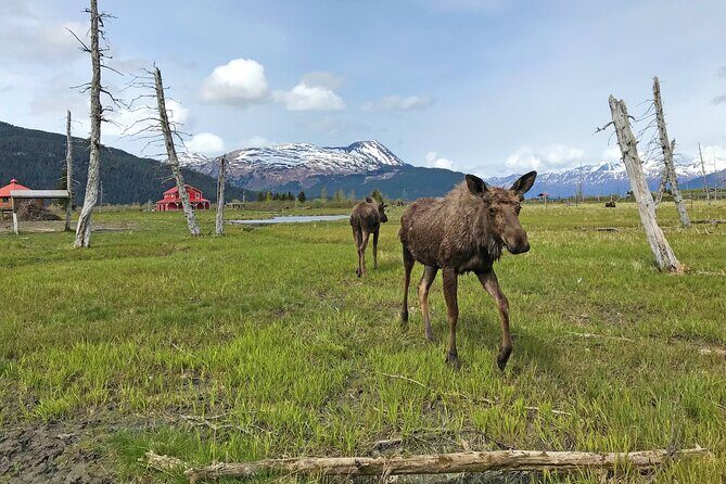 Anchorage to Seward Wildlife Adventure - Who Is This Tour Best For?