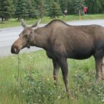 Anchorage Trolley's Deluxe City Tour - Who Would Love This Tour?