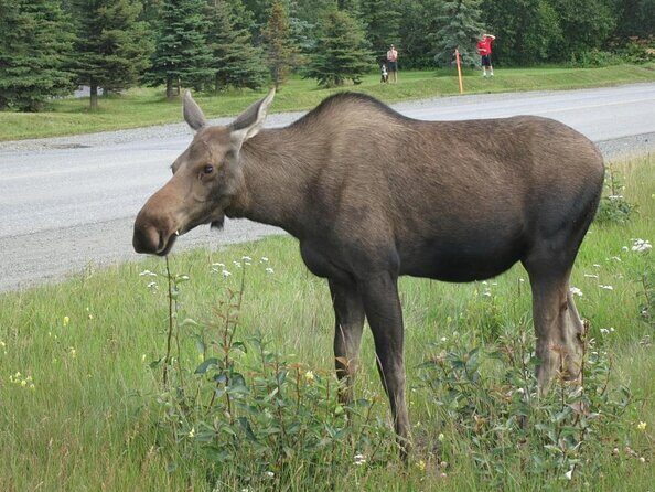 Anchorage Trolley's Deluxe City Tour - Who Would Love This Tour?