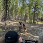 Anchorage's Authentic Dog Sledding Experience - Authenticity and Visitor Feedback