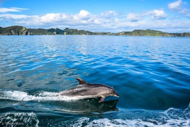 Ancient City or Dolphin observaton cruise in Side w/Lunch - The Value of the Experience