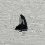 Andenes: Responsible Whale Watching with Classic Catamaran - The Value of This Experience