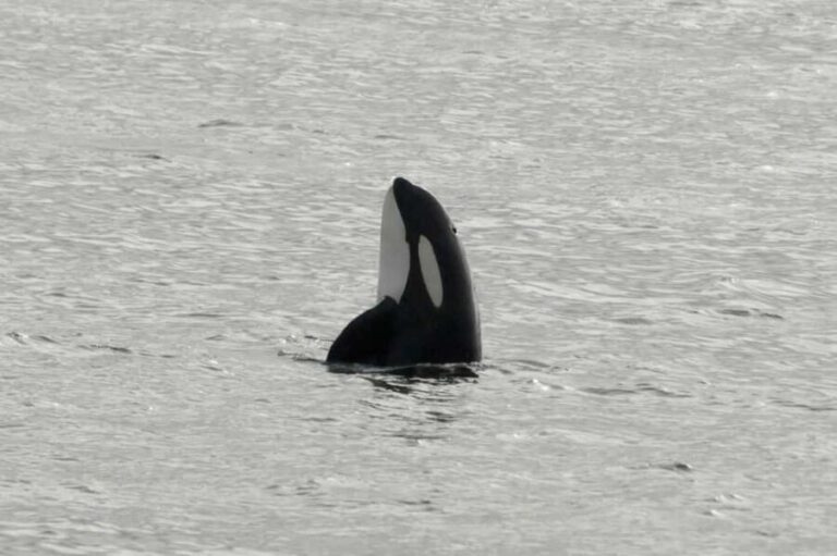 Andenes: Responsible Whale Watching with Classic Catamaran - The Value of This Experience