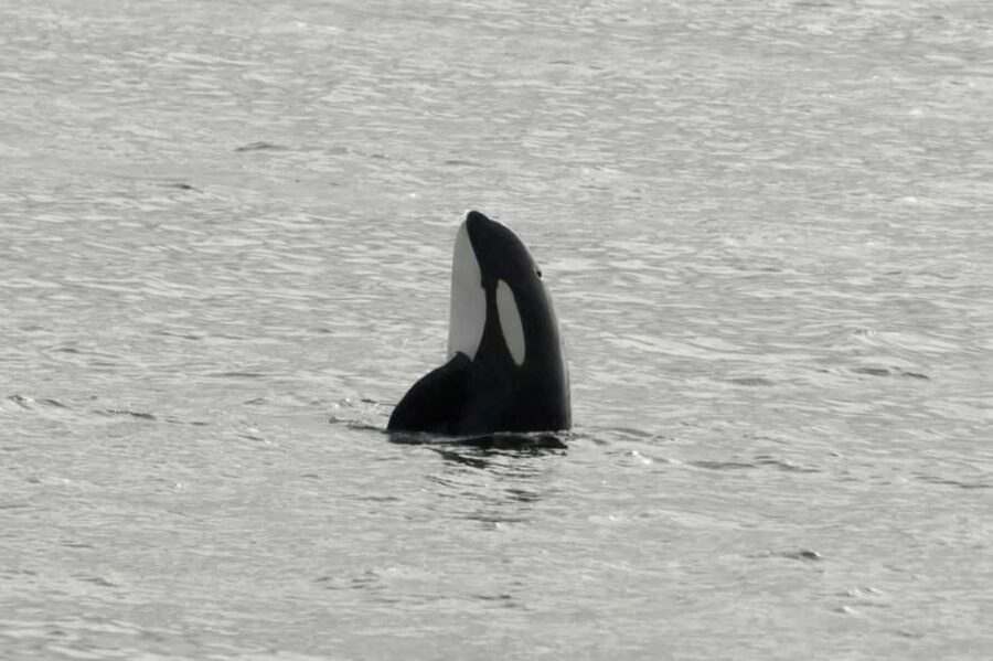 Andenes: Responsible Whale Watching with Classic Catamaran - The Value of This Experience
