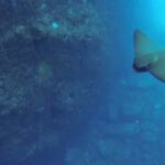 Angra do Heroísmo: Snorkeling Tour by boat - Real Travelers’ Feedback