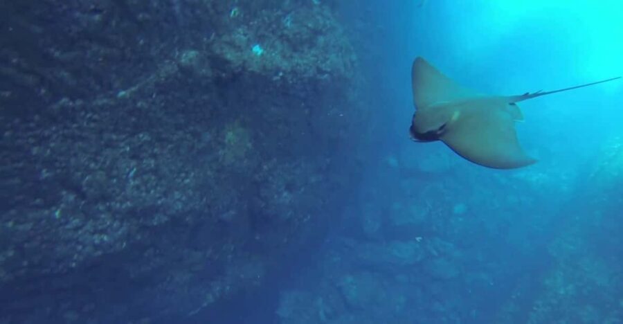 Angra do Heroísmo: Snorkeling Tour by boat - Real Travelers’ Feedback