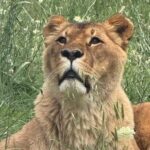 Animanatura Wild Sanctuary: A one-of-a-kind way to get to know animals - Who Will Love This Experience?