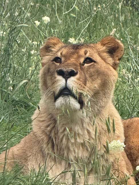 Animanatura Wild Sanctuary: A one-of-a-kind way to get to know animals - Who Will Love This Experience?