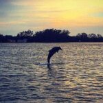 Anna Maria Island Dolphin Sunset Boat Tour - Who Is This Tour Best For?
