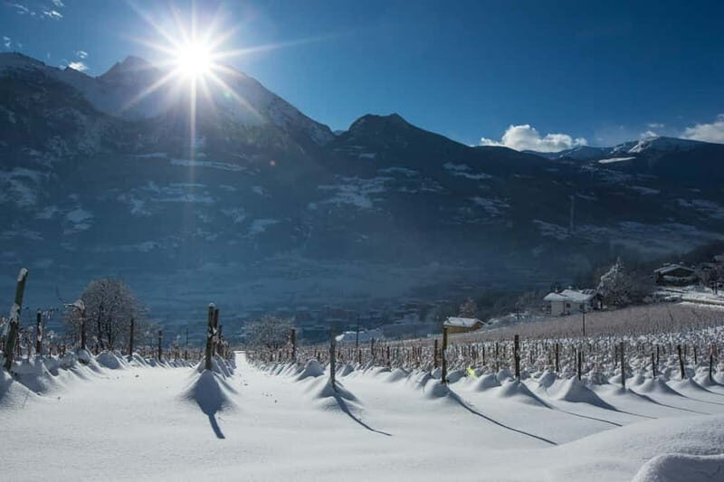 Aosta Valley: Visit and wine tasting at the Grosjean winery - The Value and Practicalities