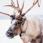Apukka Reindeer Journey - Key Points
