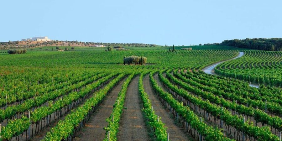 Apulia: Guided Vineyard Tour with Wine Tasting - The Quality of the Tour and Guides