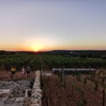 Apulia: Guided Wine Tasting with Local Appetizers - What You Can Expect from the Tour